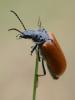 Omophlus sp.